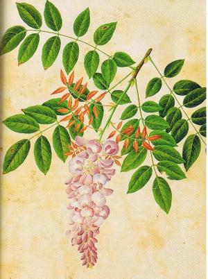 Wisteria sinensis by John Reeves, from the Reeves Colelction of Chinese drawings, vol.2 No.64, Lindley Library, RHS.