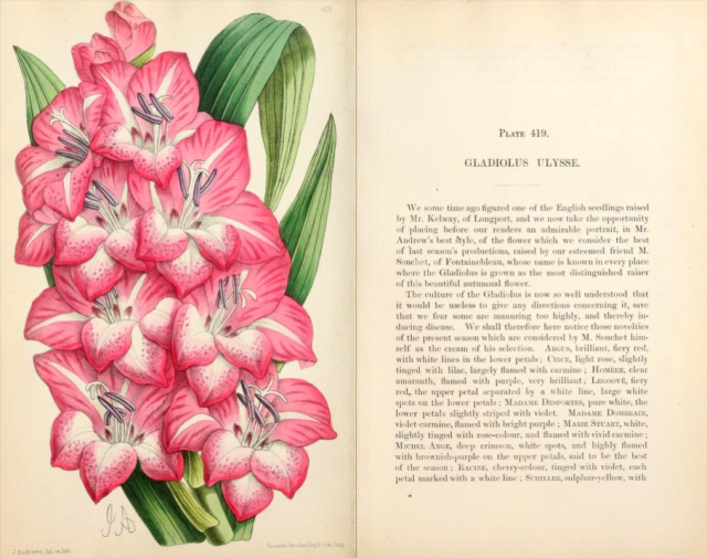 Gladiolus -Ulysse from The Floral Magazine, 1869