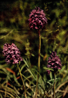 Pyramid Orchid from Wild Flowers