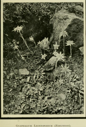 Edelweiss, from Alpine Plants