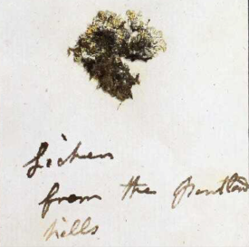 Lichen sample included in a letter to James Smith 29 May 1806 http://linnean-online.org/64863/